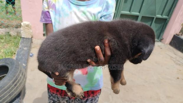 1-3 months Male Purebred German Shepherd - thumbnail 6