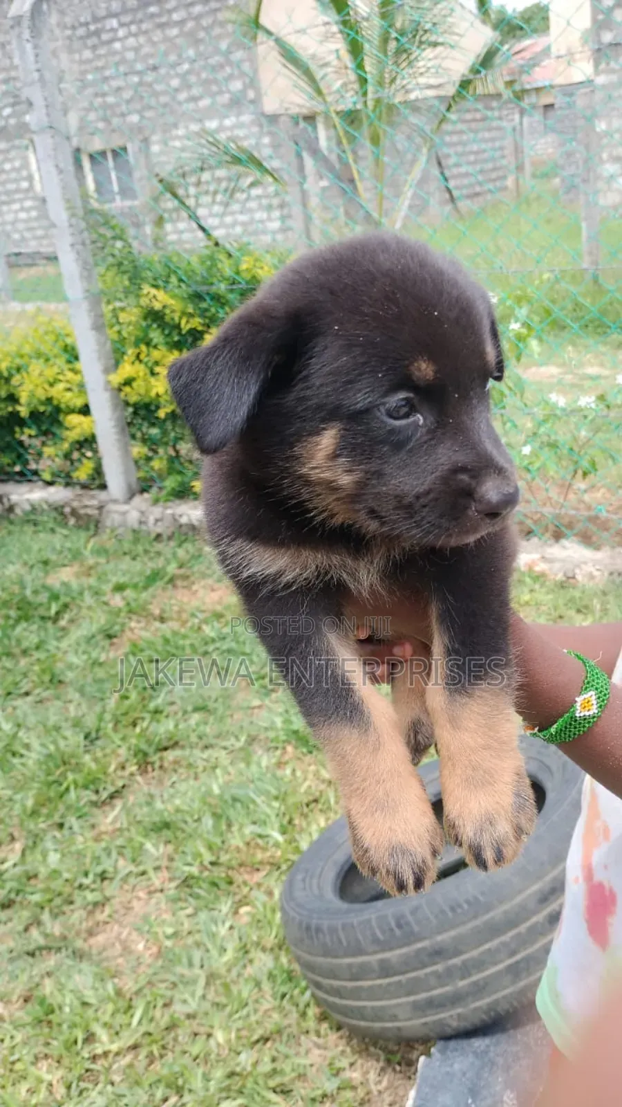 1-3 months Male Purebred German Shepherd