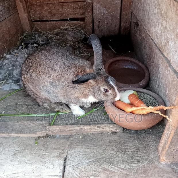 Quality Rabbits - thumbnail 12