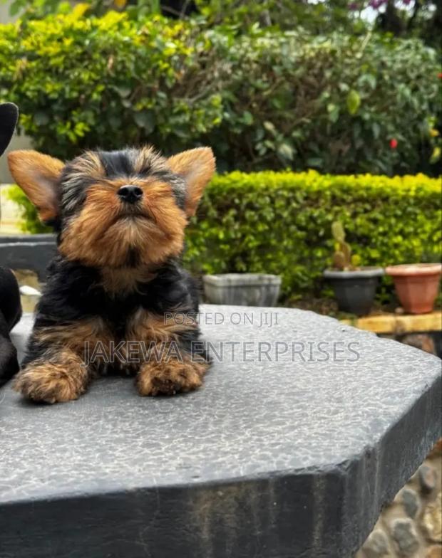 1-3 months Male Purebred Yorkshire Terrier
