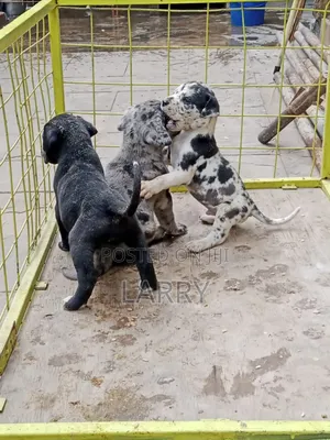 1-3 months Female Purebred Great Dane