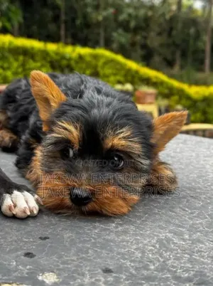 1-3 months Male Purebred Yorkshire Terrier