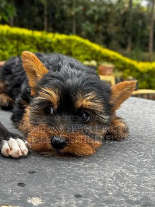 1-3 months Male Purebred Yorkshire Terrier
