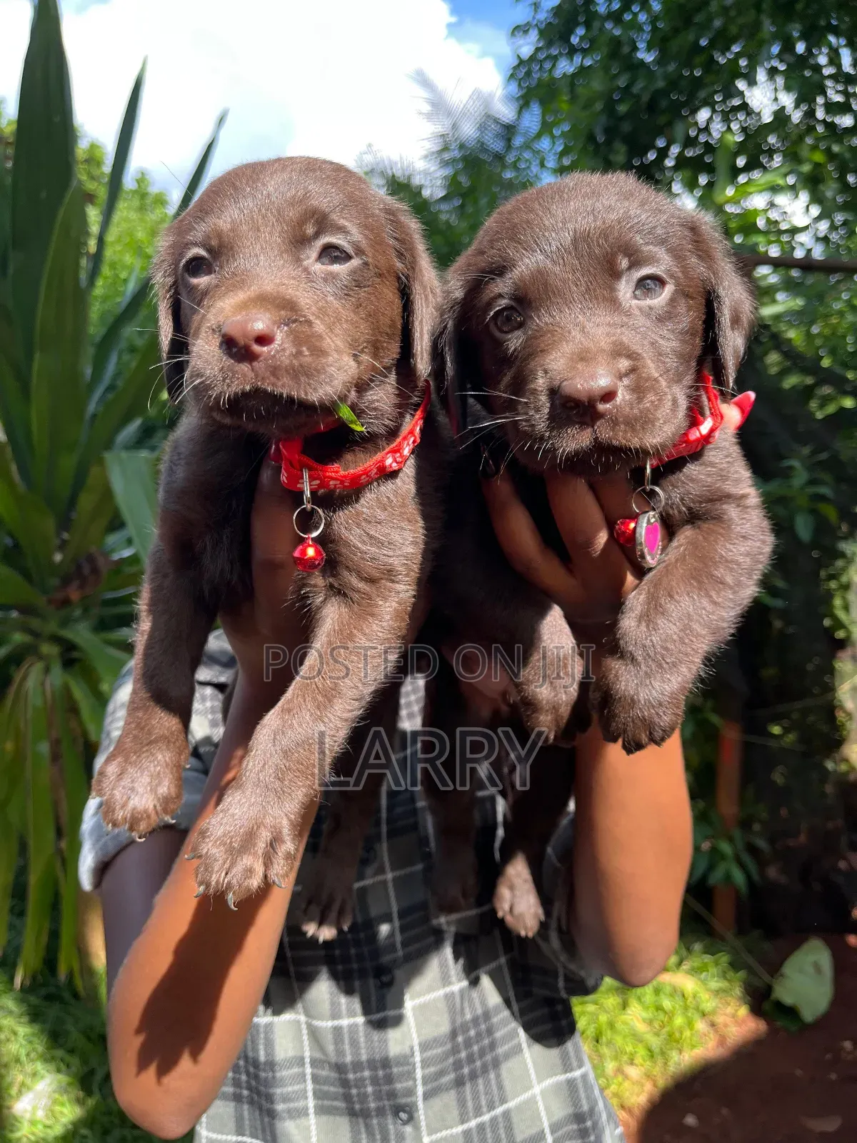 1-3 months Female Purebred Labrador Retriever