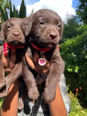 1-3 months Female Purebred Labrador Retriever