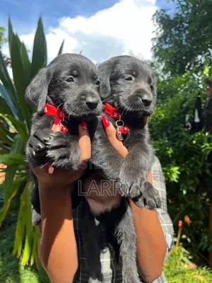 1-3 months Female Purebred Labrador Retriever