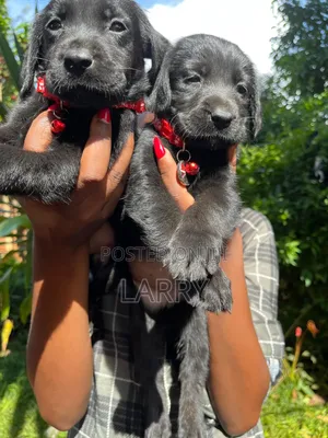 1-3 months Female Purebred Labrador Retriever