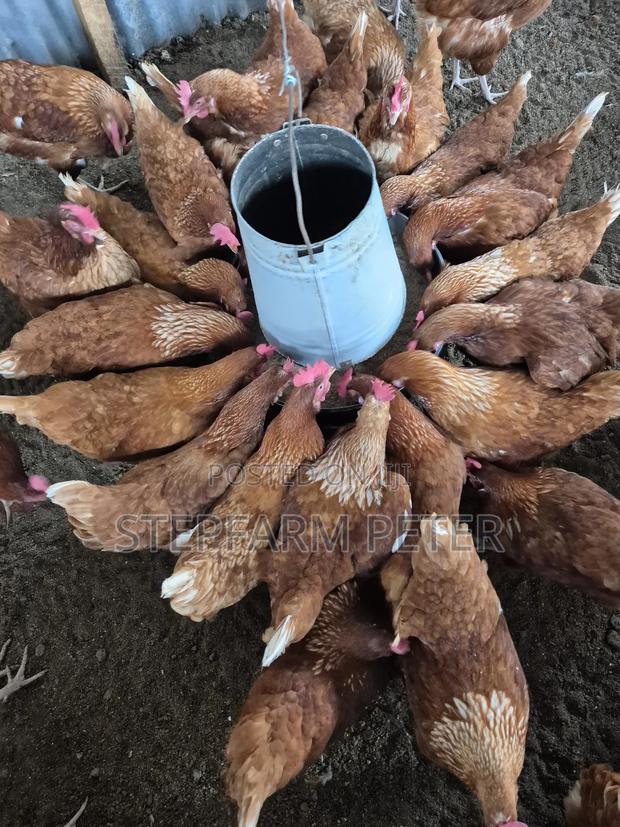 Layers Chicken - main view