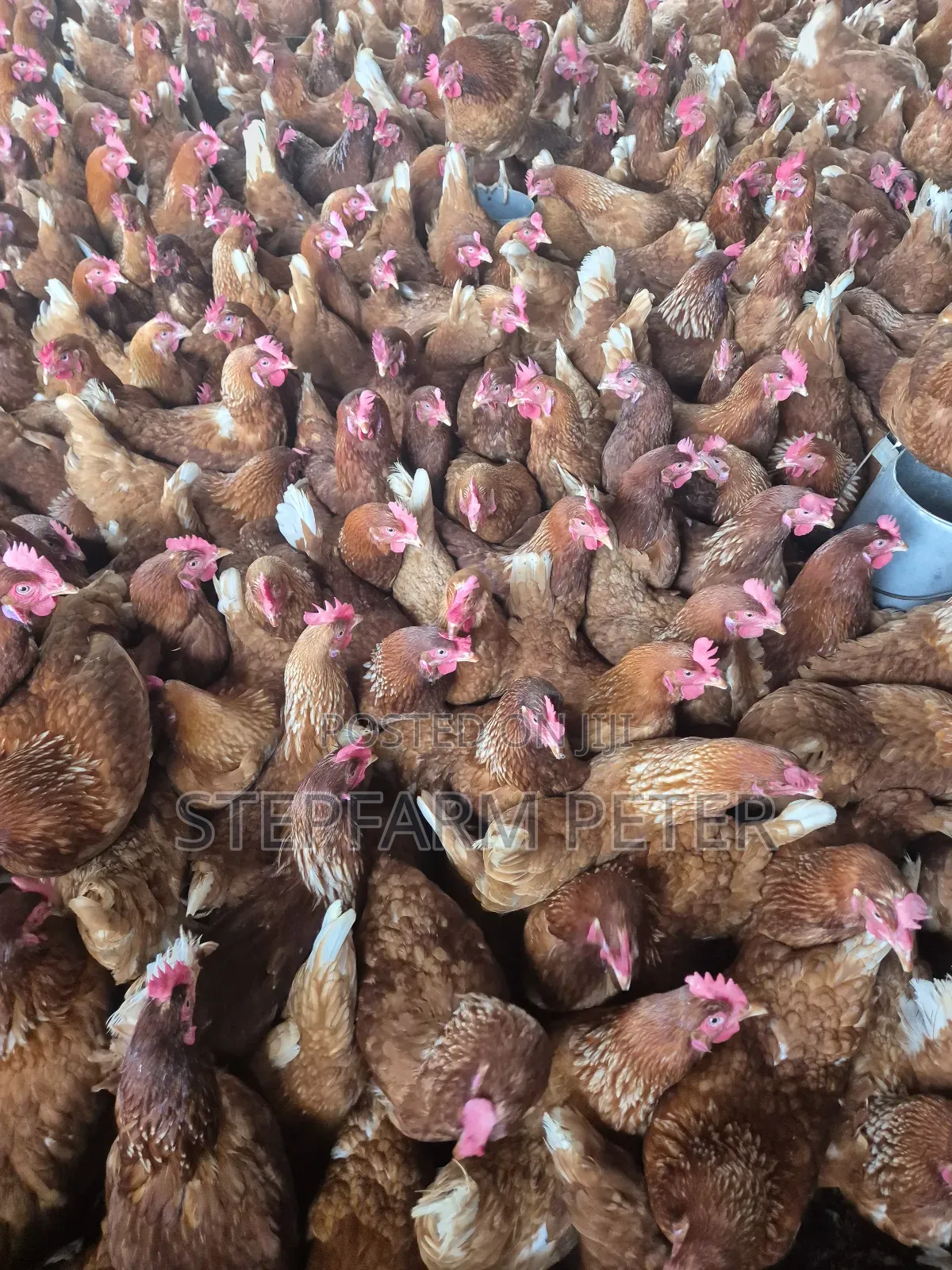 Layers Chicken