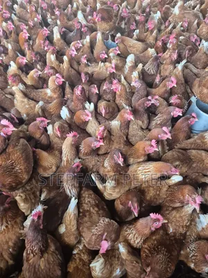 Layers Chicken