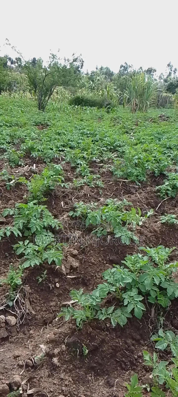 1⁄2 Acre Mwendandu