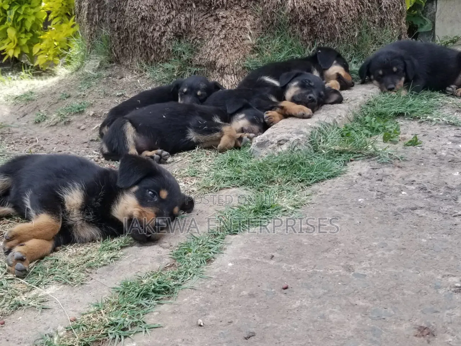 1-3 months Male Purebred Rottweiler