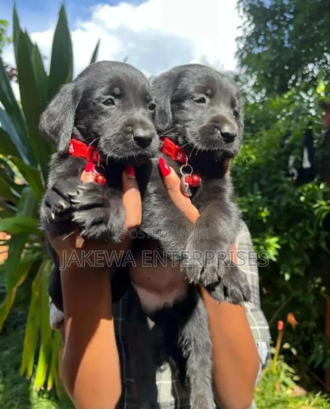 1-3 months Female Purebred Labrador Retriever
