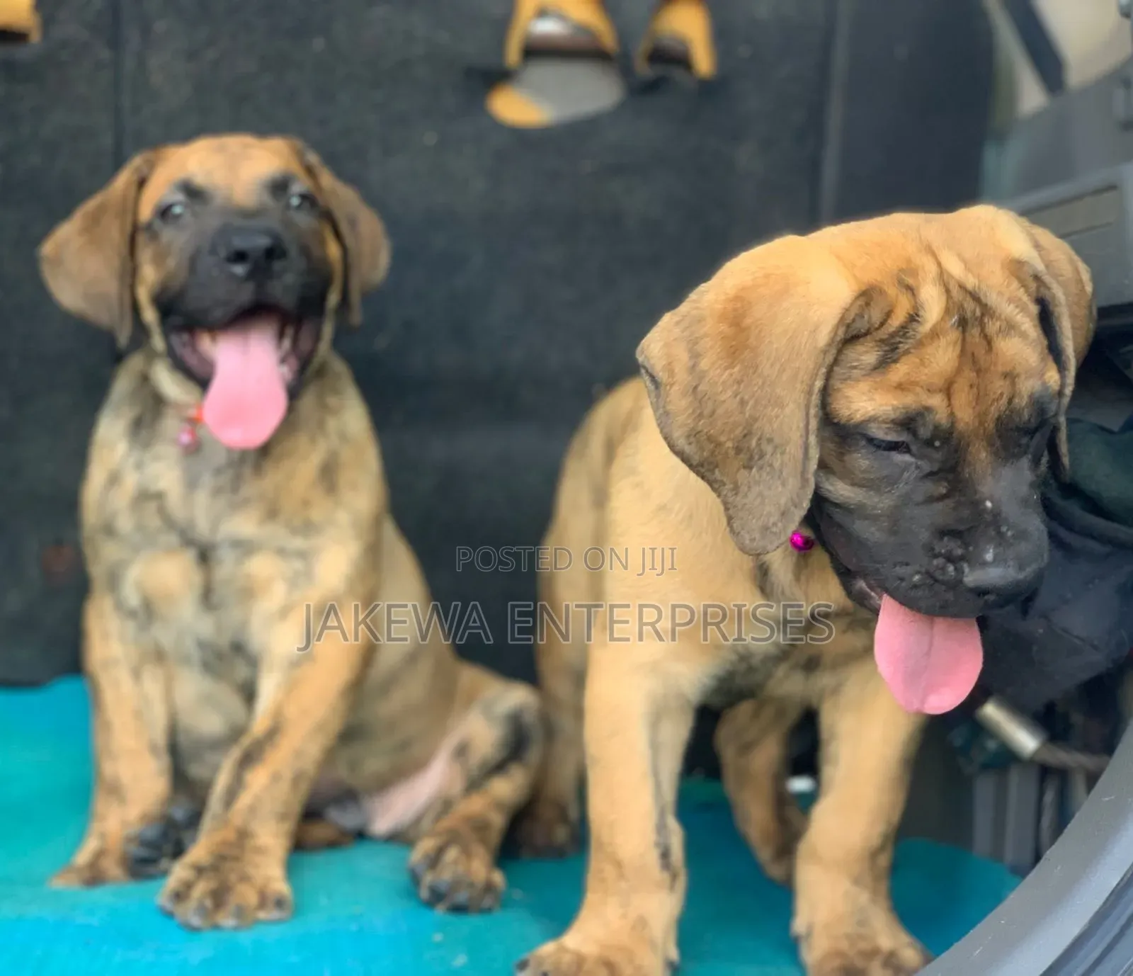 1-3 months Female Purebred Boerboel