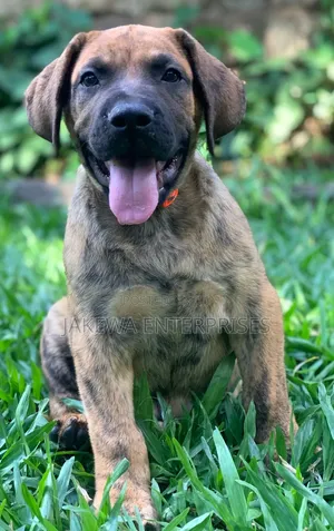 1-3 months Female Purebred Boerboel