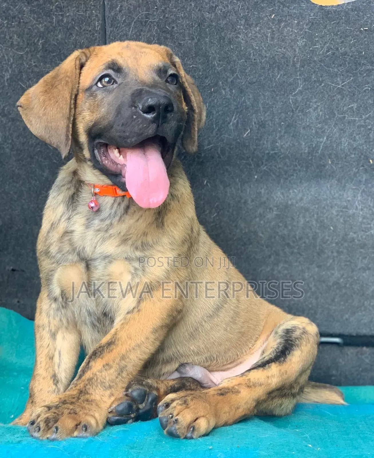 1-3 months Male Purebred Boerboel