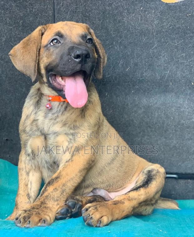 1-3 months Male Purebred Boerboel