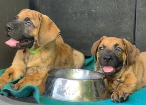 1-3 months Male Purebred Boerboel