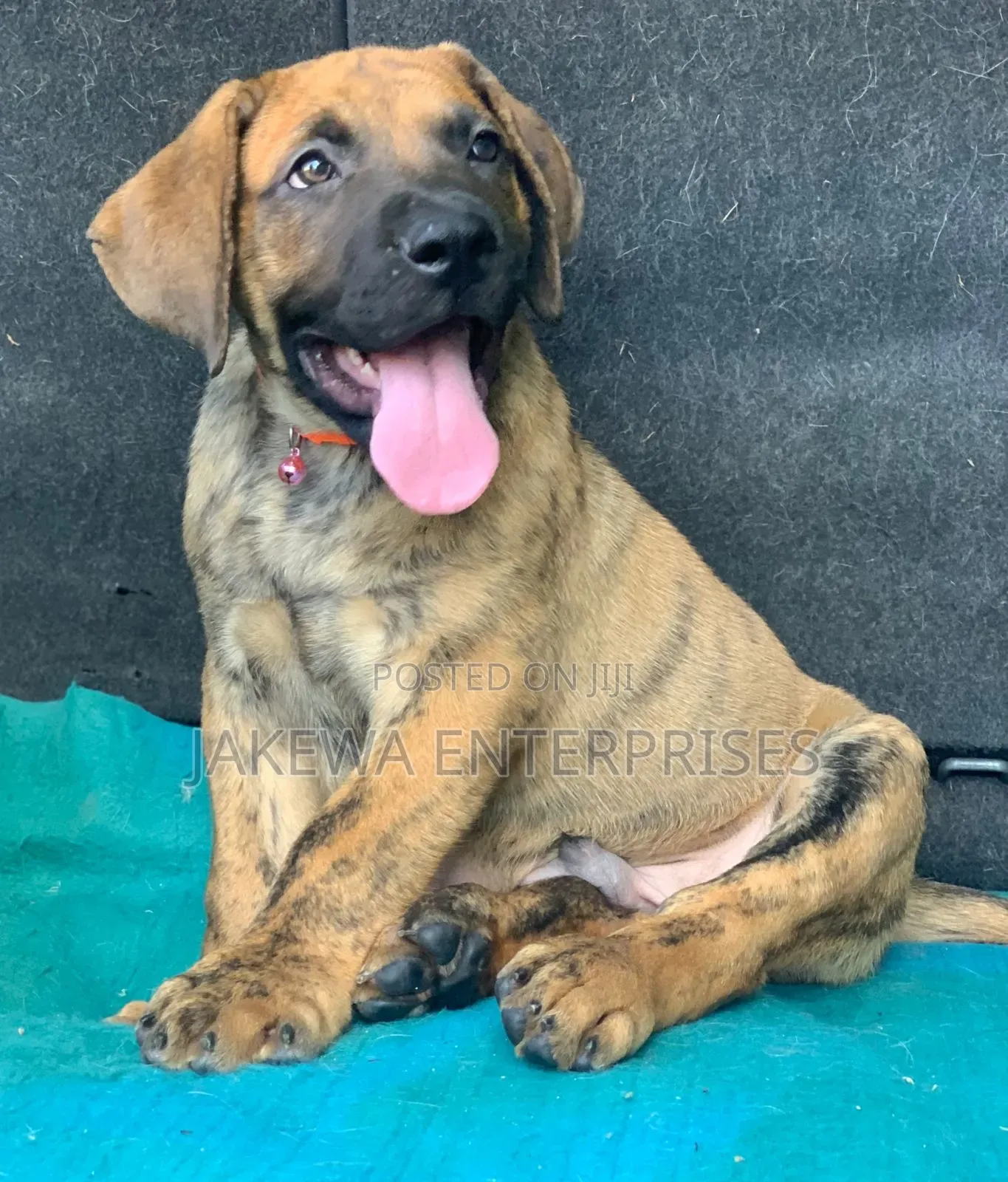 1-3 months Male Purebred Boerboel