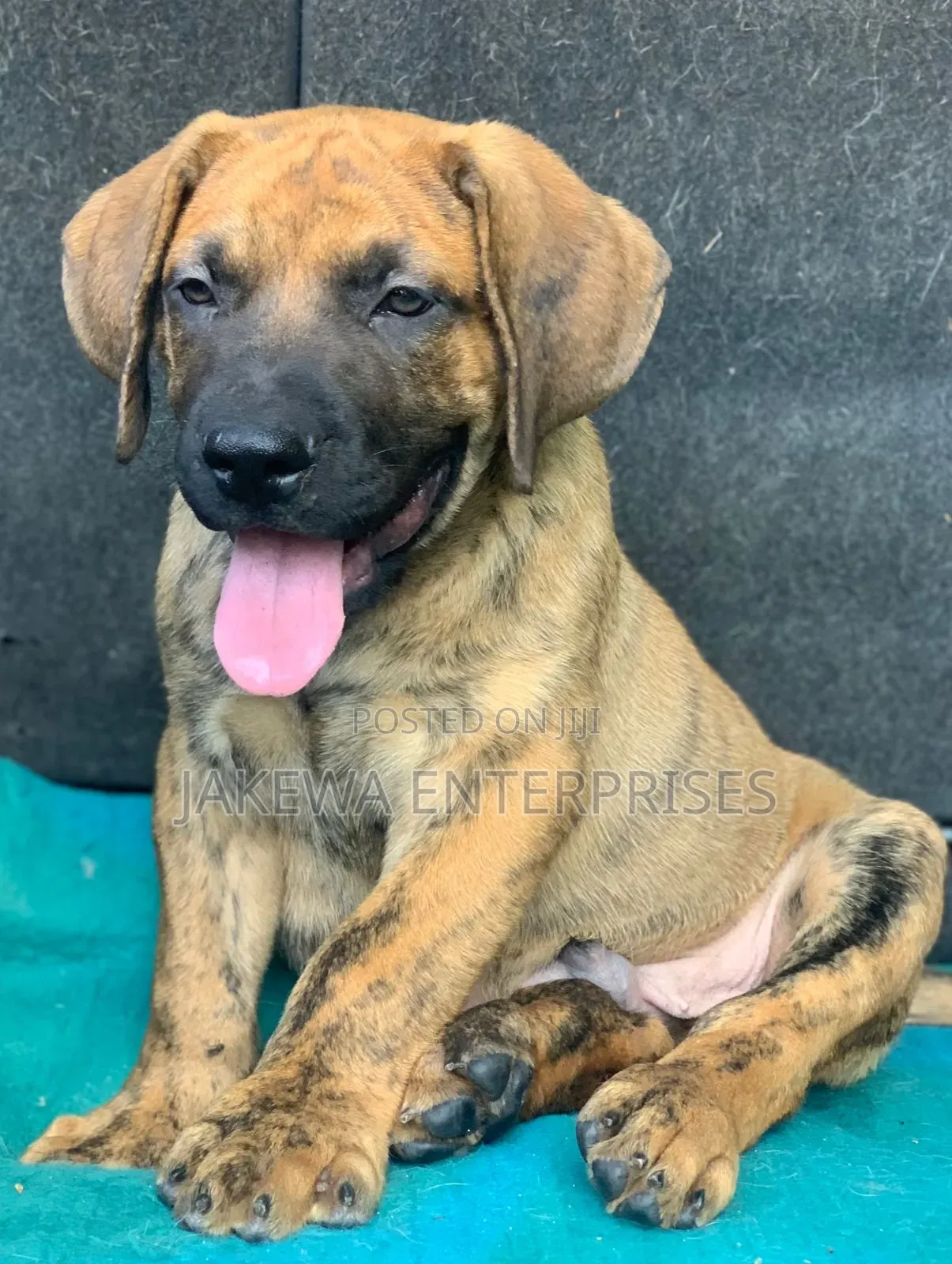 1-3 months Male Purebred Boerboel