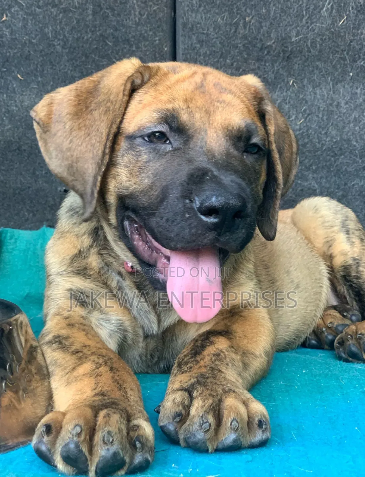 1-3 months Female Purebred Boerboel