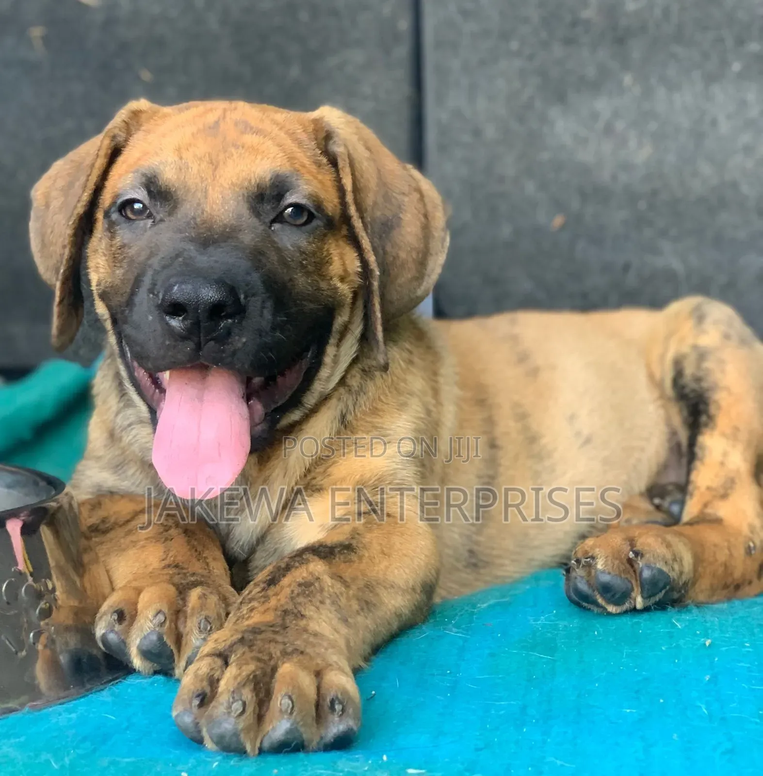 1-3 months Female Purebred Boerboel