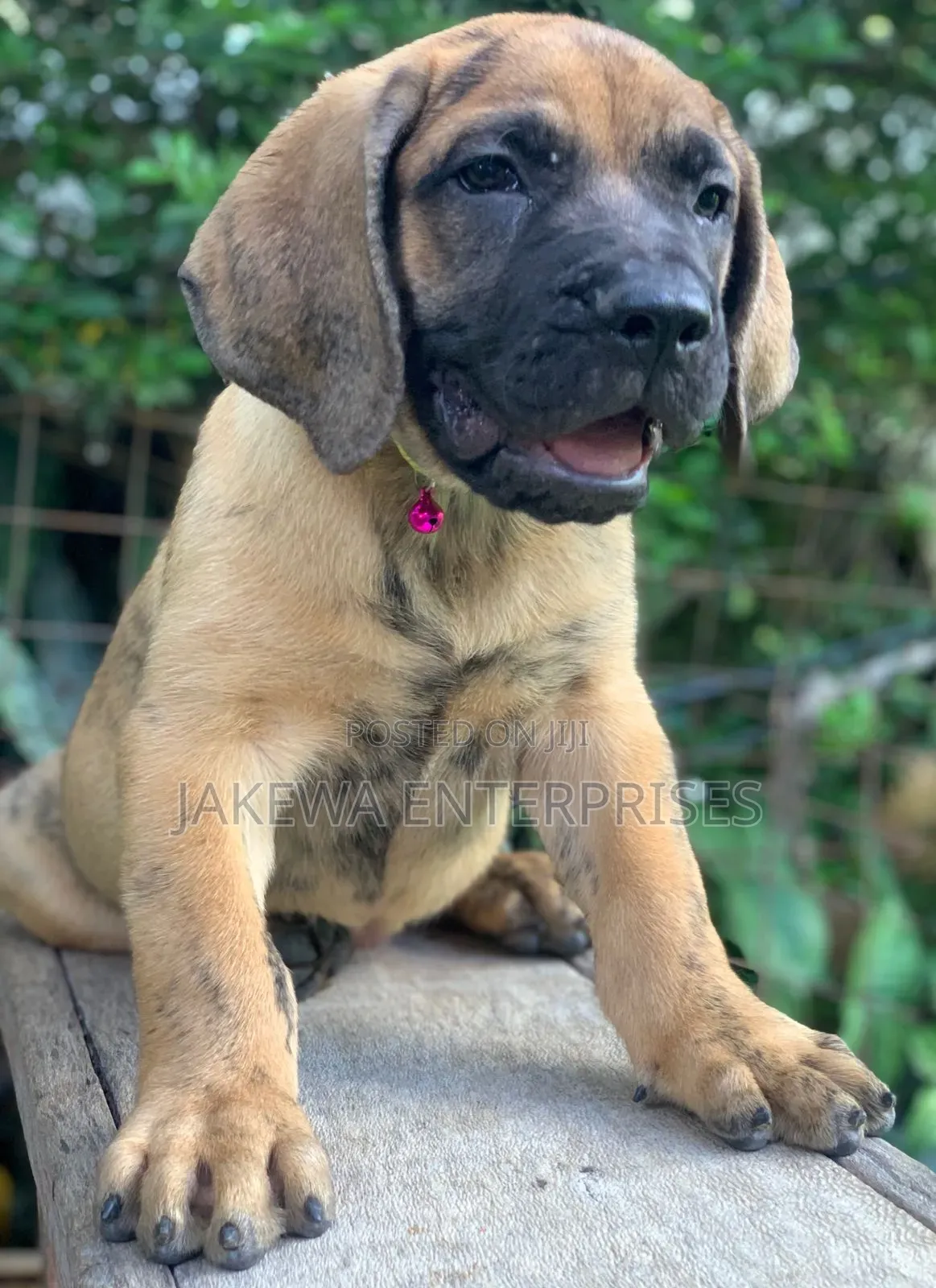 1-3 months Male Purebred Boerboel