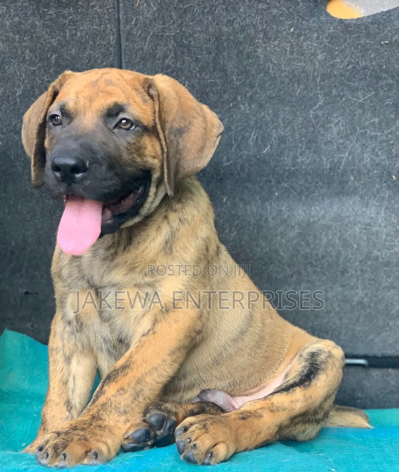 1-3 months Male Purebred Boerboel