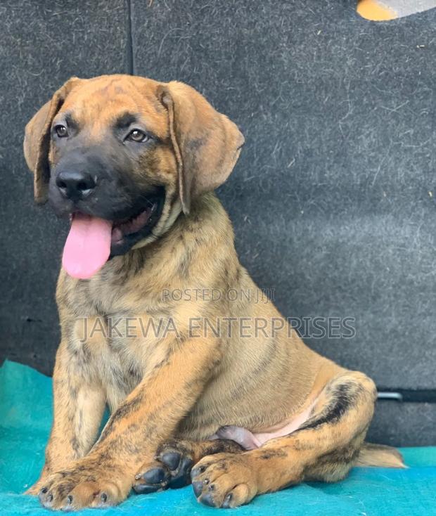 1-3 months Male Purebred Boerboel