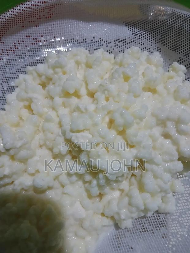 Kefir Grain - thumbnail 7