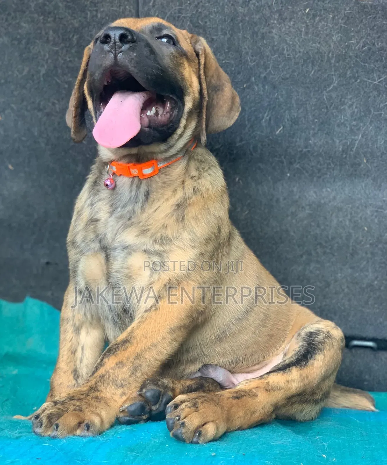 1-3 months Male Purebred Boerboel