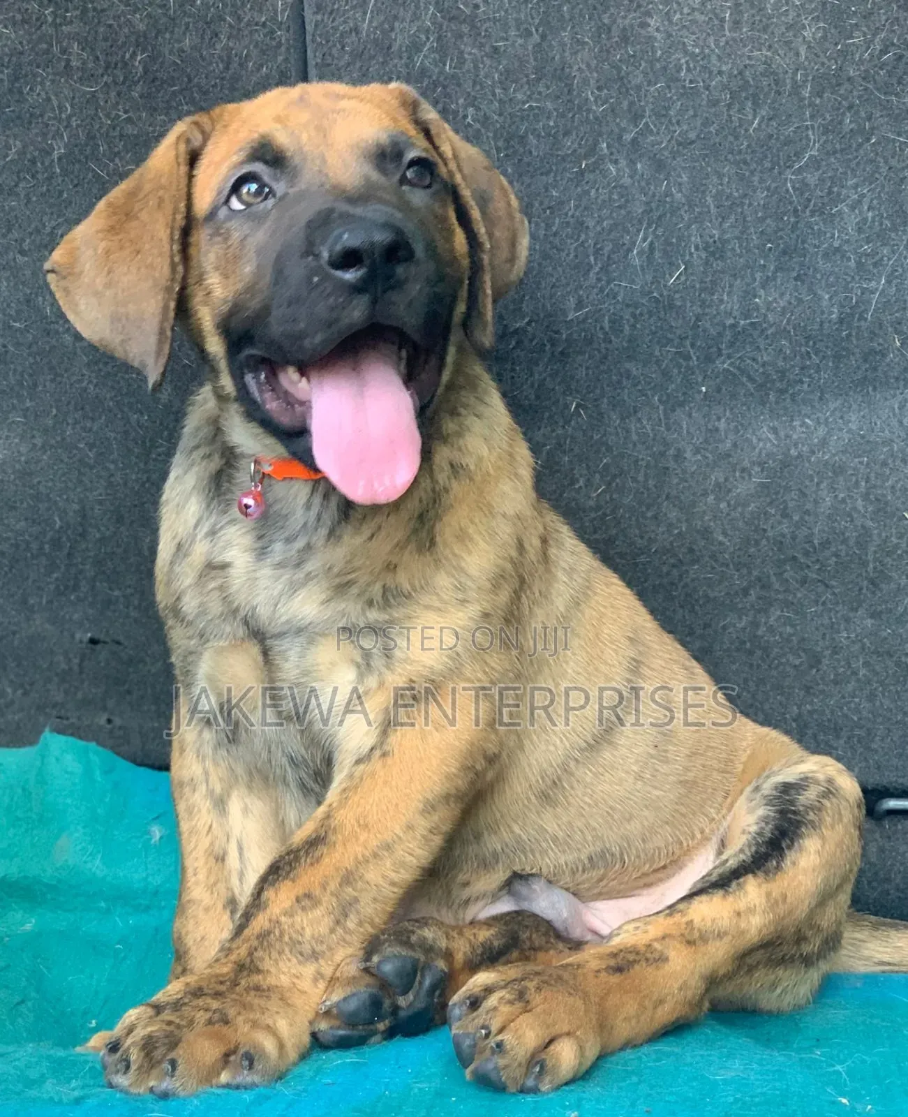 1-3 months Male Purebred Boerboel