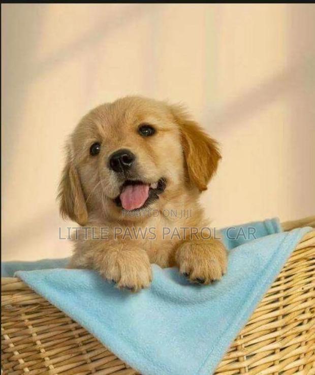 1-3 months Male Purebred Golden Retriever