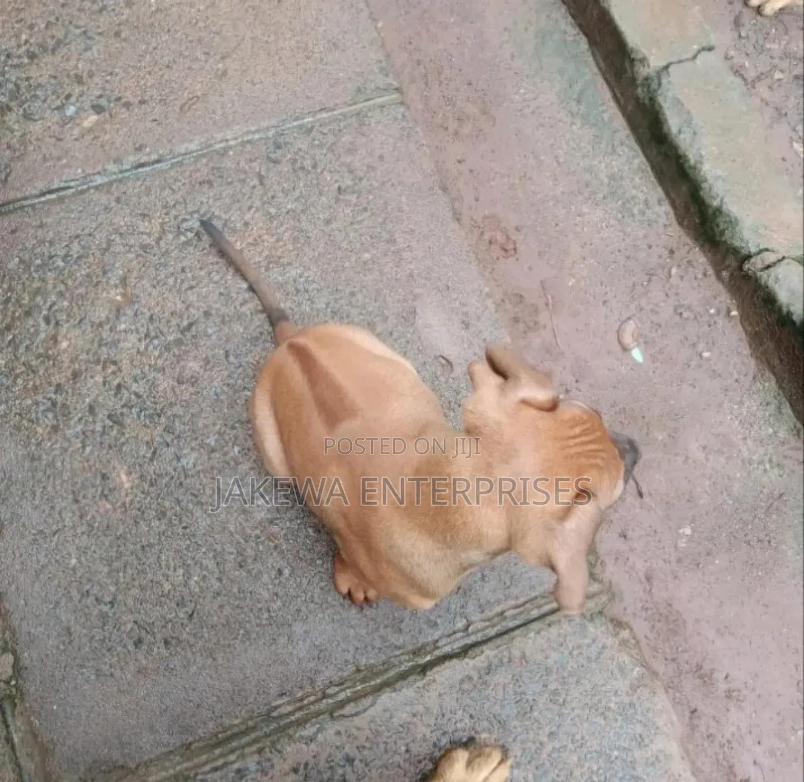1-3 months Male Purebred Rhodesian Ridgeback