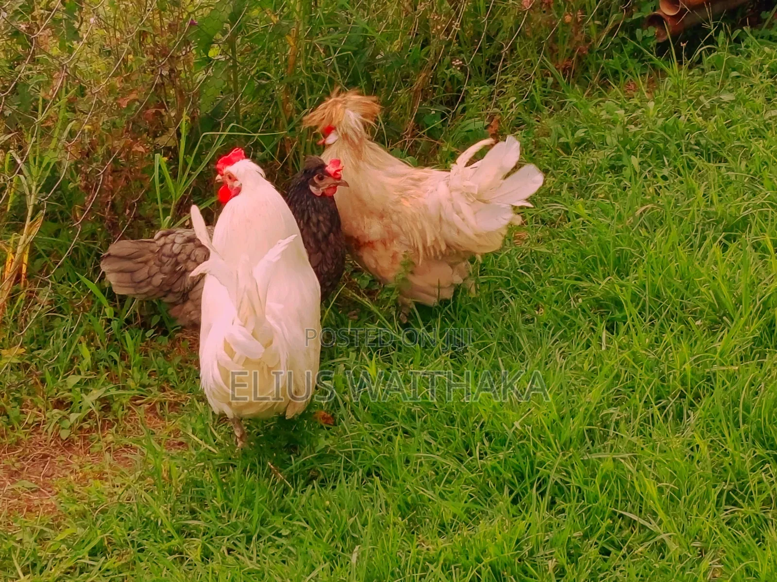 Polish, Frizzle ,Silkie Bantam