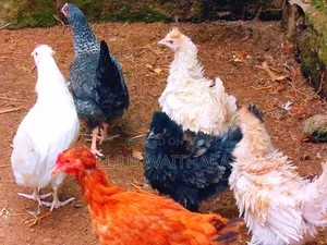Polish, Frizzle ,Silkie Bantam