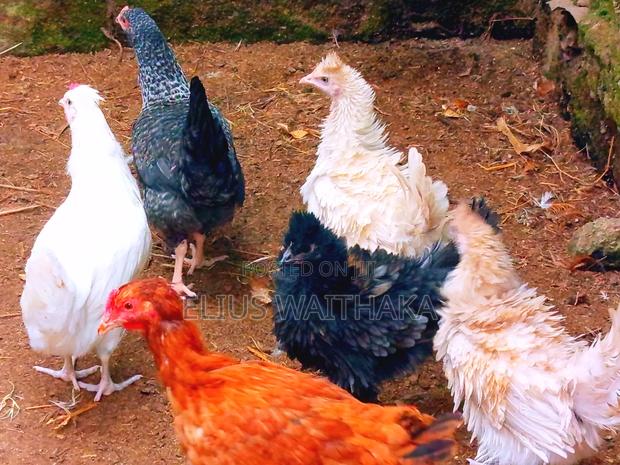 Polish, Frizzle ,Silkie Bantam - thumbnail 6