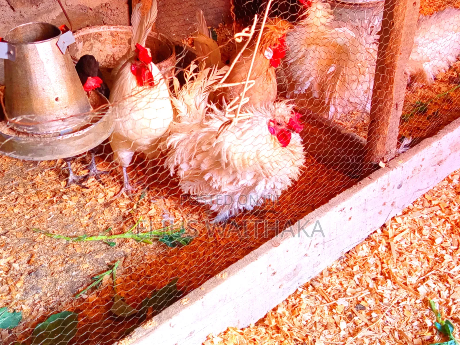 Polish, Frizzle ,Silkie Bantam