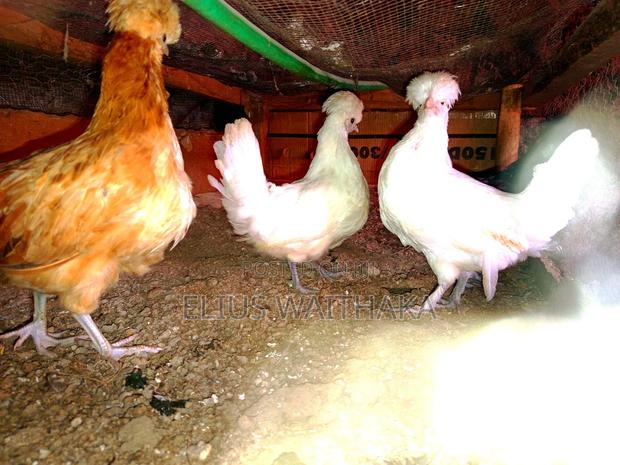 Polish, Frizzle ,Silkie Bantam - main view