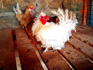 Polish, Frizzle ,Silkie Bantam