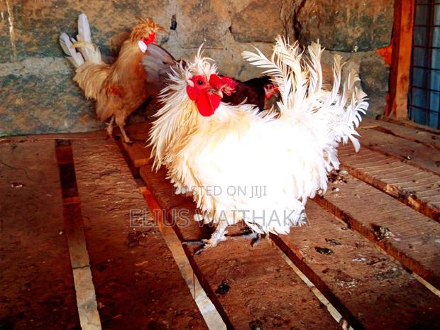 Polish, Frizzle ,Silkie Bantam - thumbnail 3