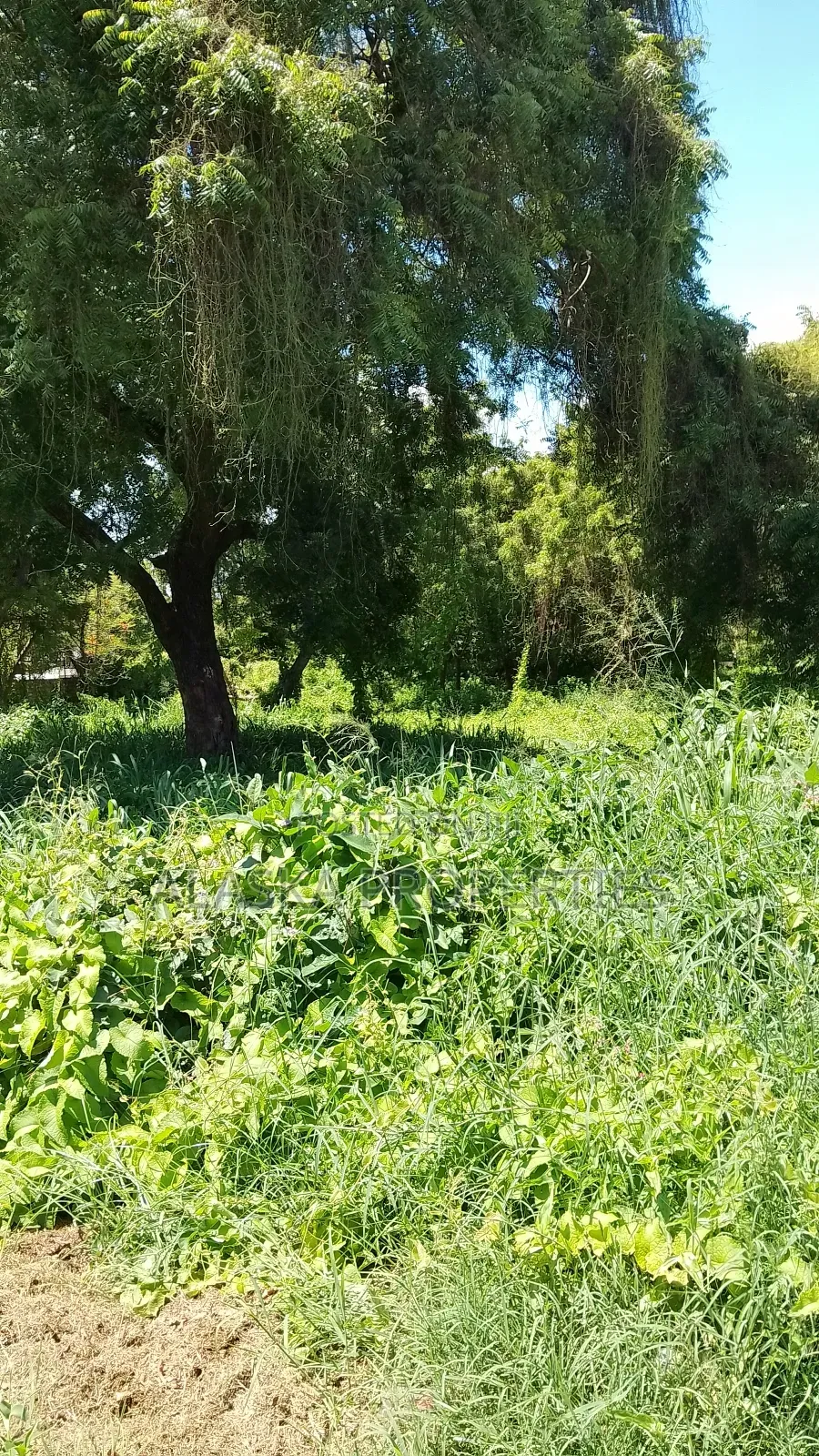 2 Acre Plot for Sale in Nyali Estate