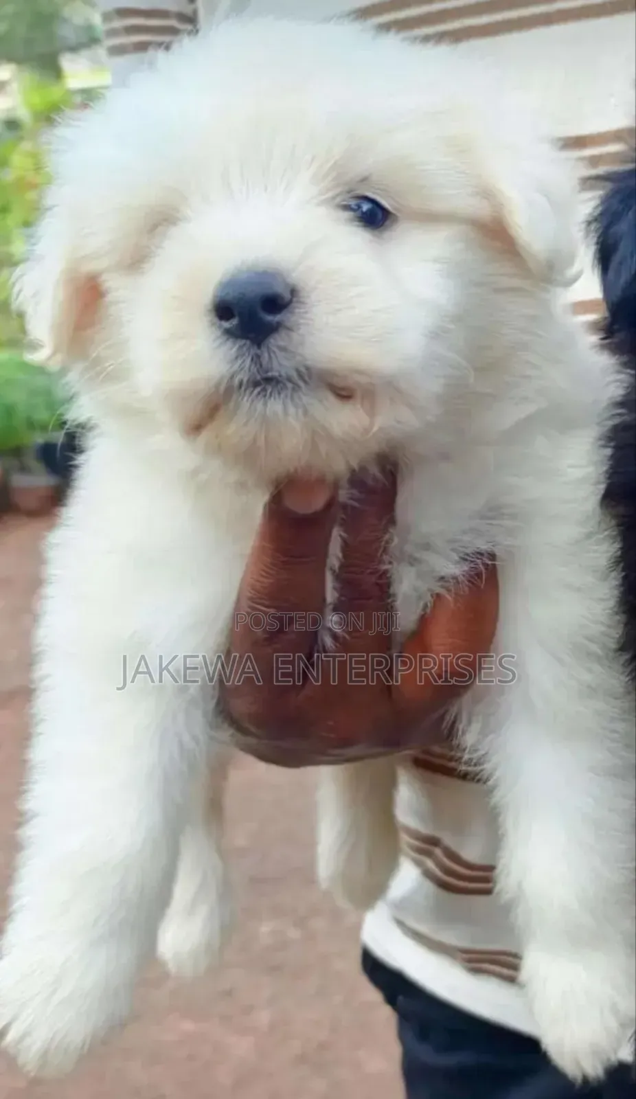 1-3 months Female Purebred Havanese