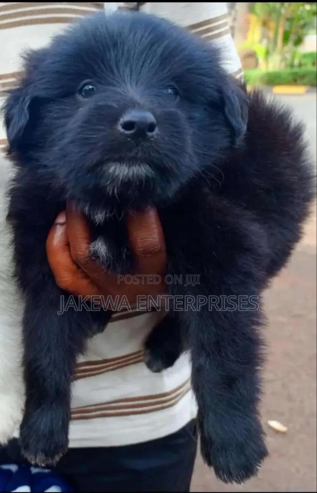 1-3 months Male Purebred Havanese