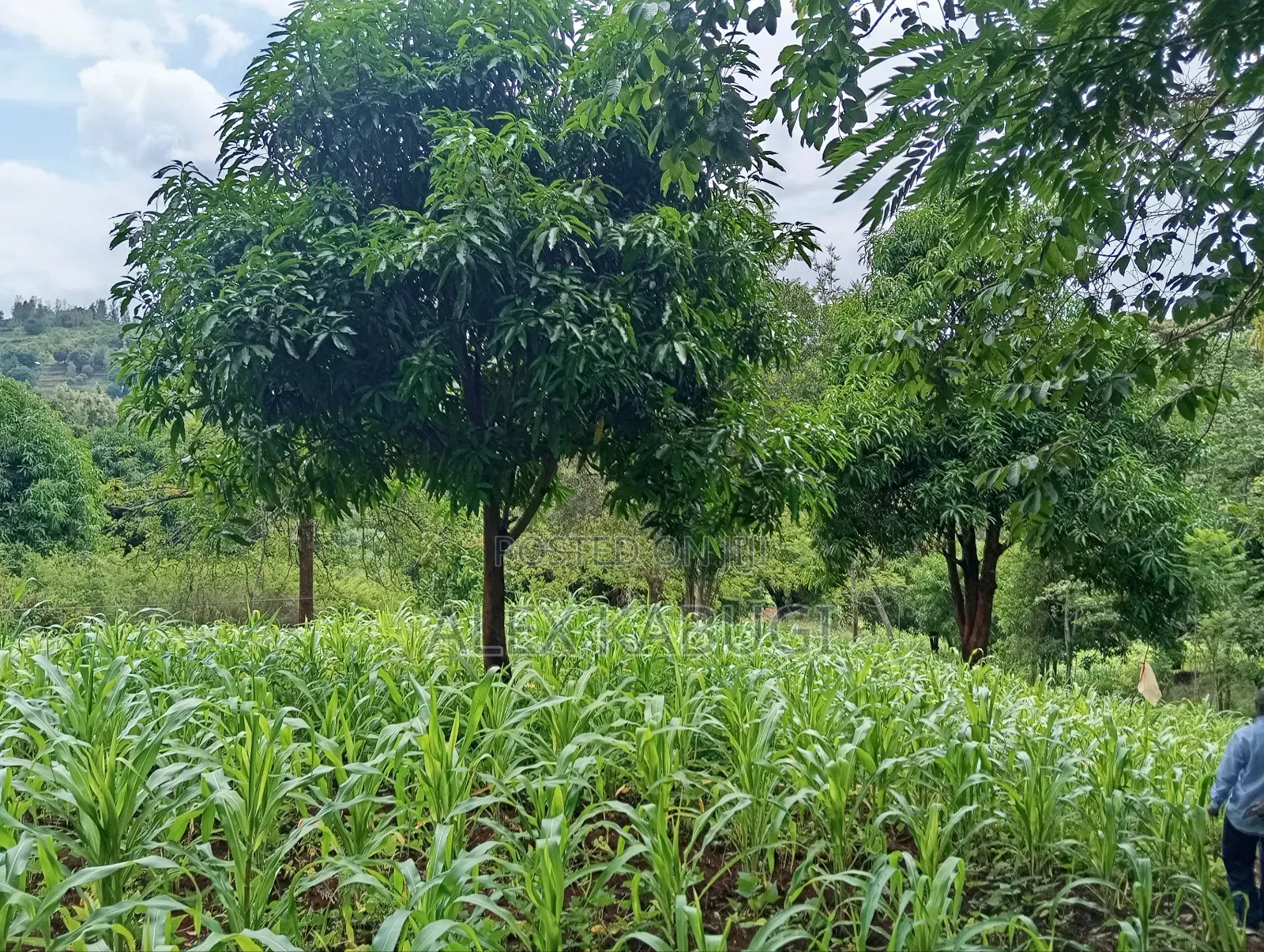 Murang'a Land for Sale