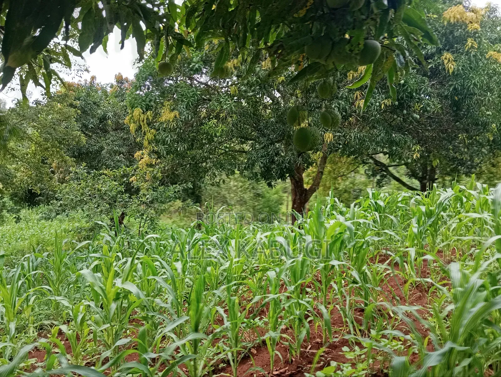 Murang'a Land for Sale