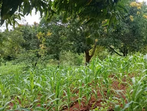 Murang'a Land for Sale
