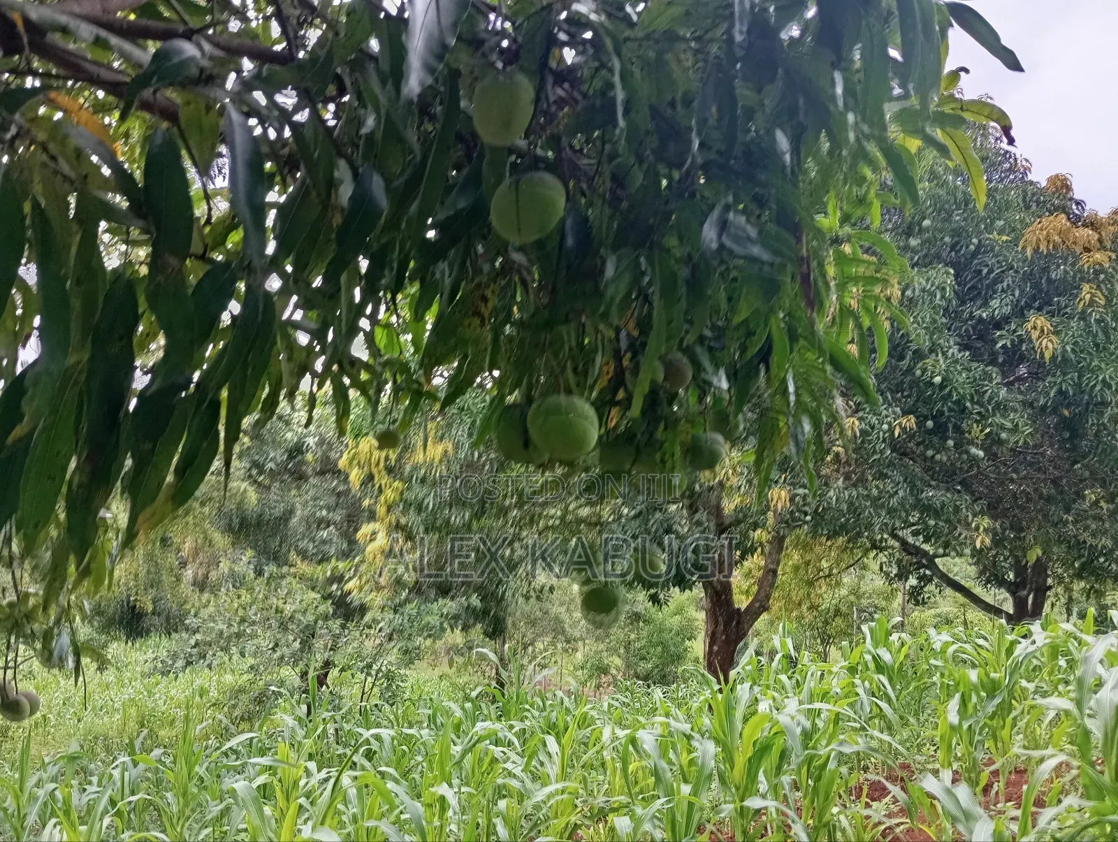 Murang'a Land for Sale