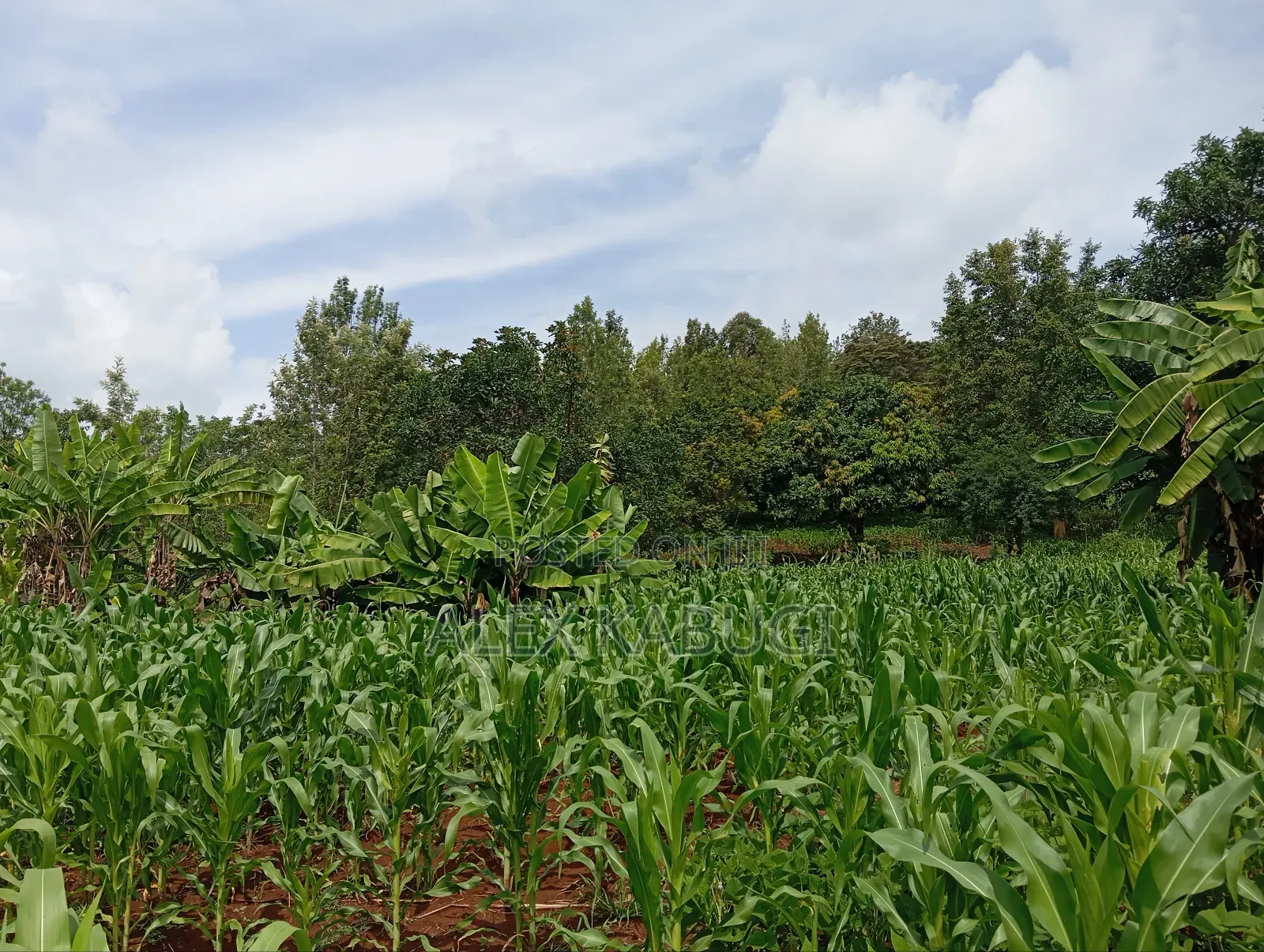 Murang'a Land for Sale