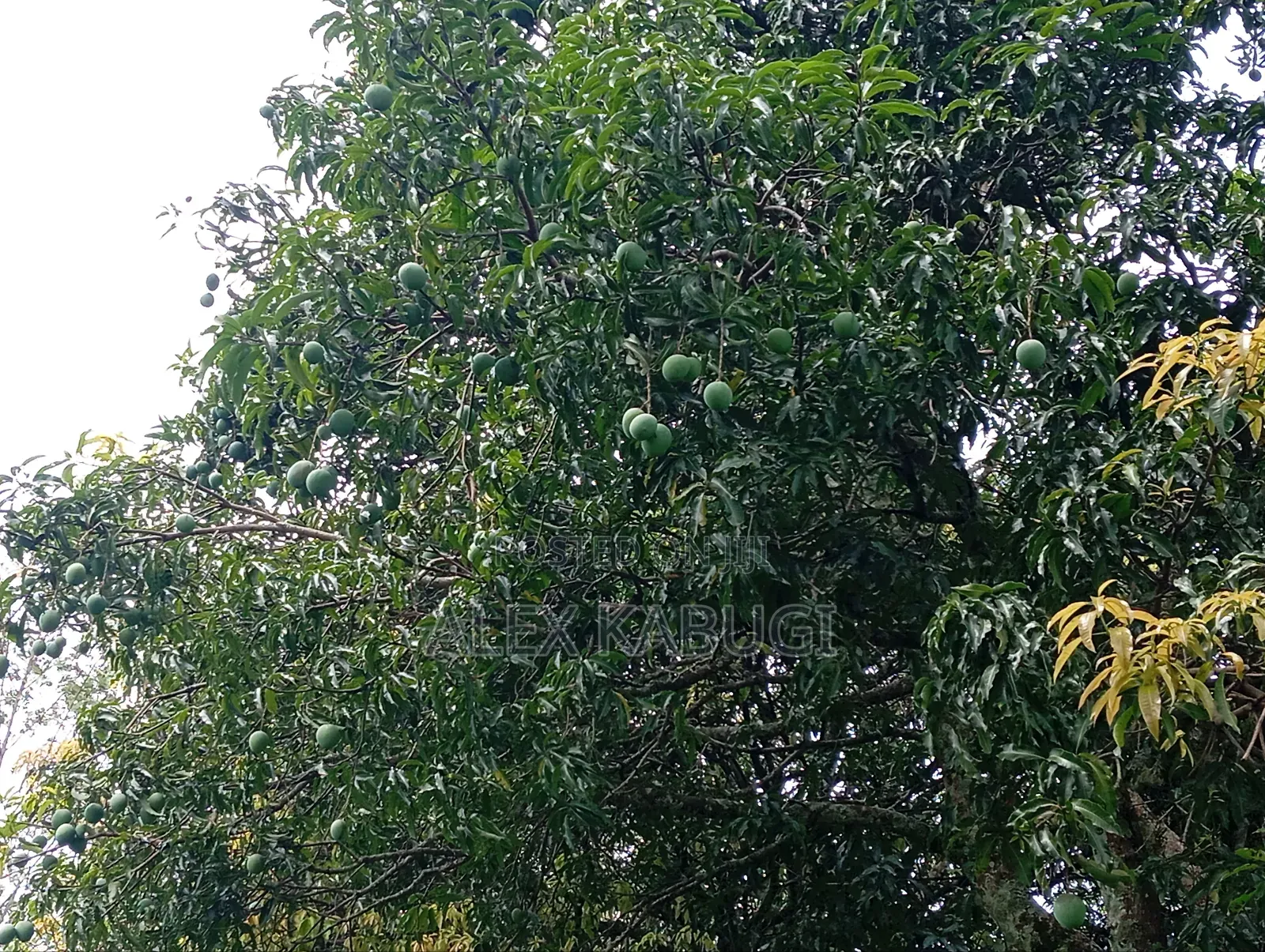 Murang'a Land for Sale